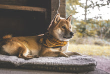 Load image into Gallery viewer, MURPHY - Fold Up Travel Dog Bed