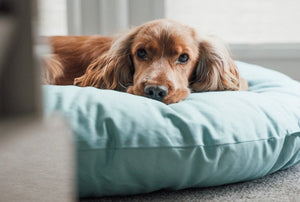 MACARON EARL GREY - Round Pebble Dog Bed