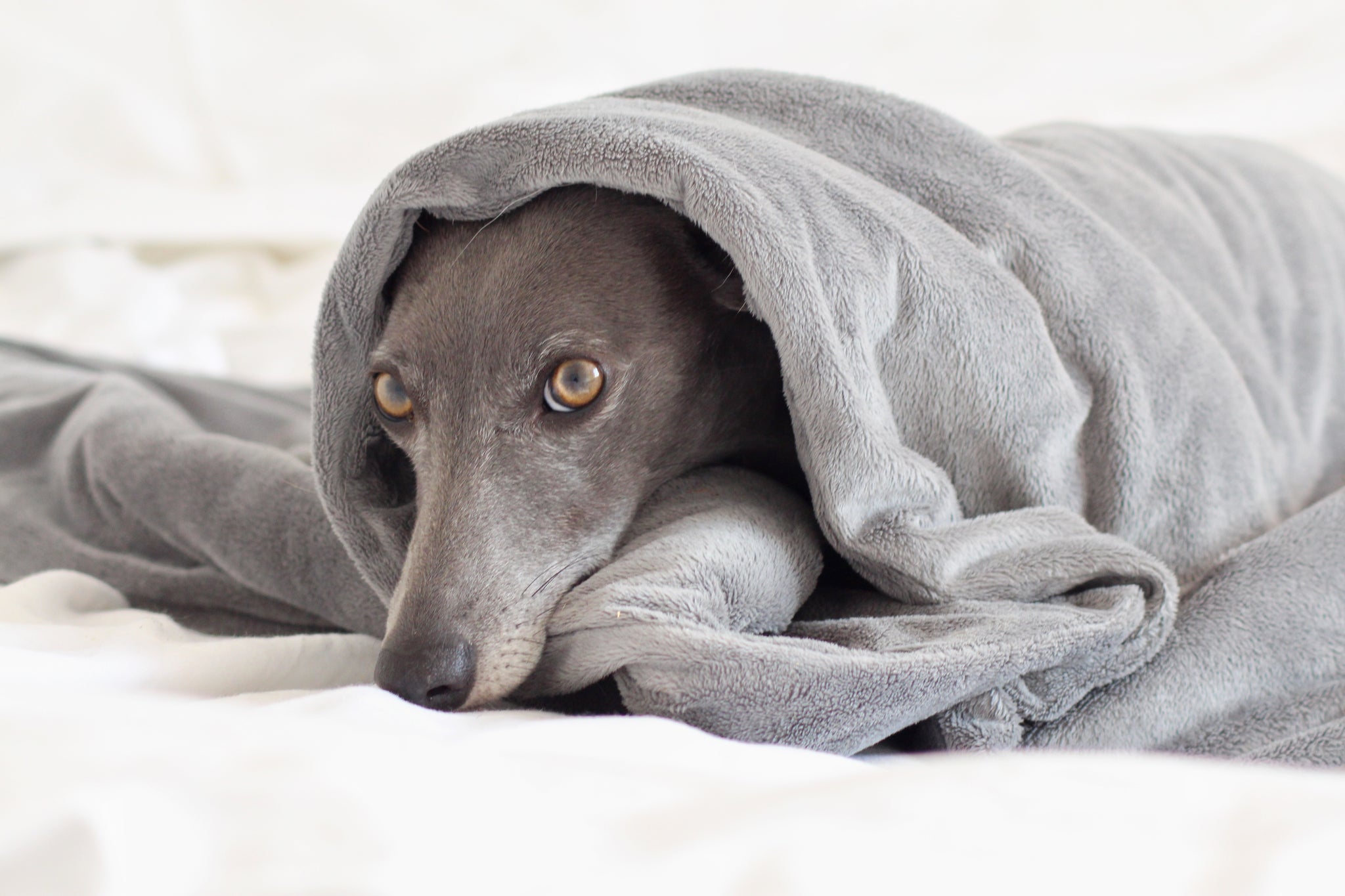 CUDDLE ME Weighted Anxiety Dog Comfort Blanket Hunkin Hounds