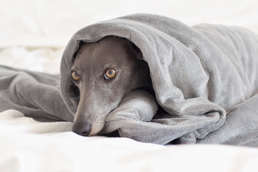 CUDDLE ME Weighted Anxiety Dog Comfort Blanket Hunkin Hounds