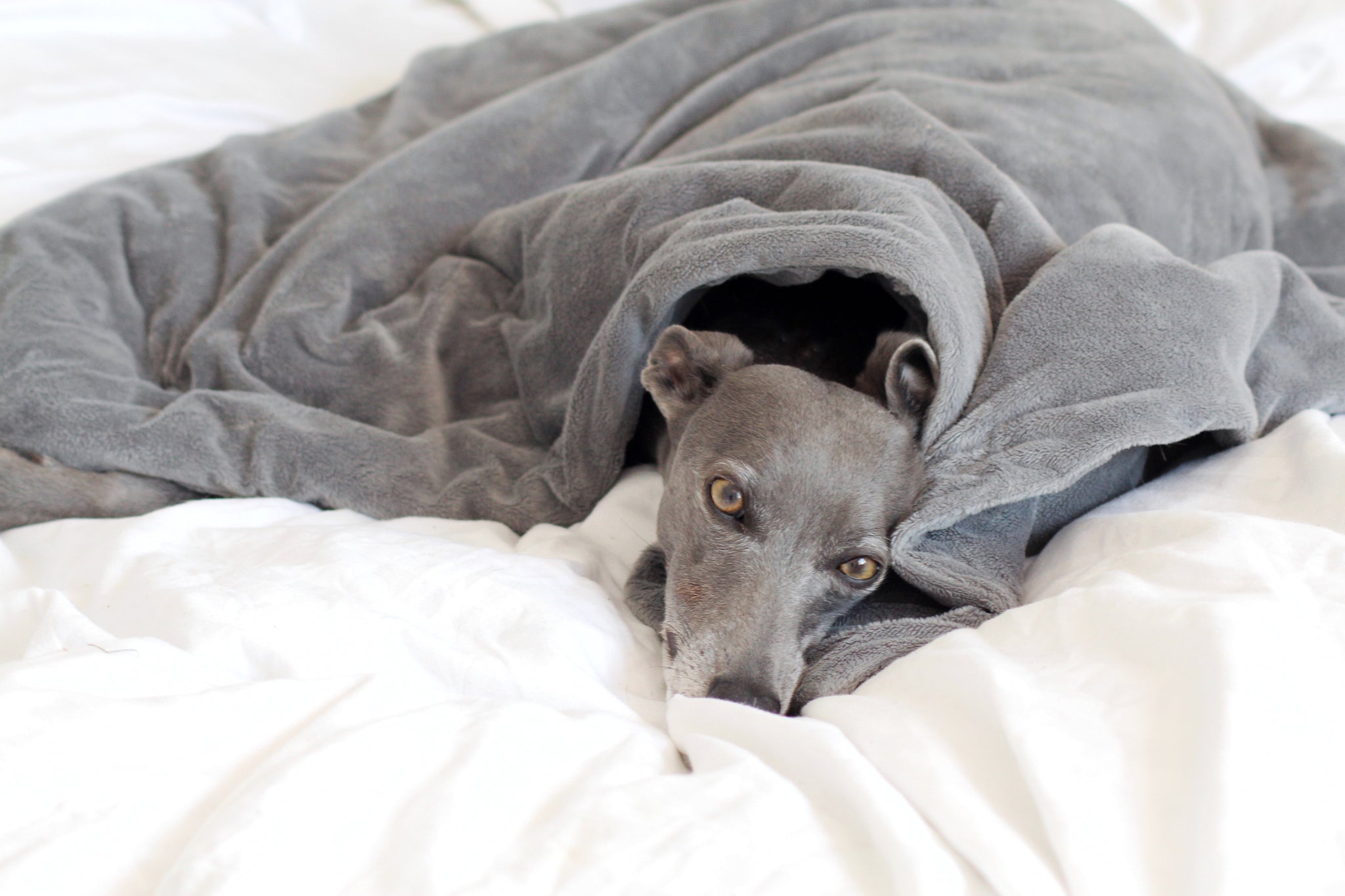 Dog comfort blanket sale