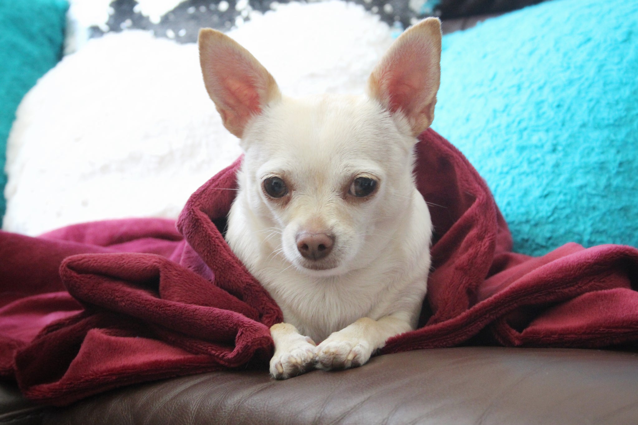 Dog separation anxiety sales blanket