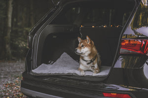MURPHY - Fold Up Travel Dog Bed