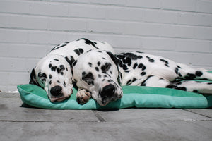 ESMERALDA - Two Tone Suede Dog Cushion Bed